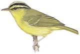 Limestone Leaf Warbler Illustration