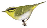 Yellow-vented Warbler Illustration