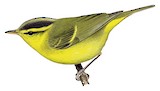 Sulphur-breasted Warbler Illustration