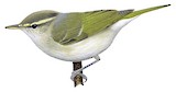 Western Crowned Warbler Illustration