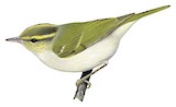 Hartert's Leaf Warbler Illustration