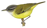 Makira Leaf Warbler Illustration