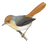 Chestnut-capped Flycatcher Illustration