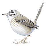 Streaked Scrub Warbler Illustration