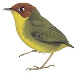 Chestnut-headed Tesia Illustration