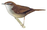 Cetti's Warbler Illustration