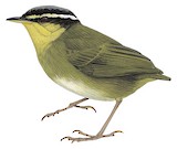 Neumann's Warbler Illustration