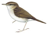 Pale-footed Bush Warbler Illustration