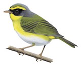 Black-faced Warbler Illustration