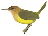 Rufous-headed Tailorbird Illustration