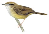 Yellow-bellied Bush Warbler Illustration