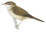 Japanese Bush Warbler Illustration