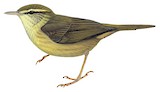 Palau Bush Warbler Illustration