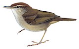 Tanimbar Bush Warbler Illustration