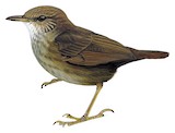 Bougainville Bush Warbler Illustration