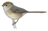 American Bushtit Illustration