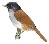 Rwenzori Hill Babbler Illustration