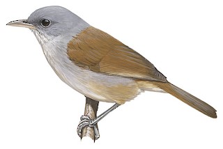 Sylviidae - Sylviid Warblers, Parrotbills, and Allies - Birds of the World