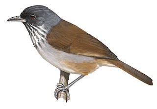 Sylvia abyssinica stierlingi