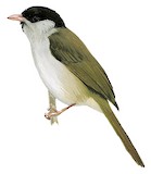 Bush Blackcap Illustration