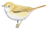 African Desert Warbler Illustration