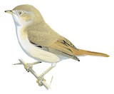 Asian Desert Warbler Illustration