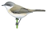 Lesser Whitethroat Illustration