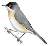 Menetries's Warbler Illustration