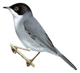 Sardinian Warbler Illustration