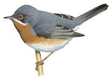 Eastern Subalpine Warbler Illustration