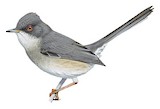 Balearic Warbler Illustration