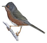 Dartford Warbler Illustration