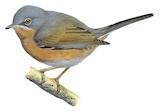 Tristram's Warbler Illustration