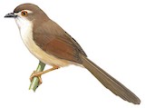 Yellow-eyed Babbler Illustration