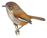 Brown-throated Fulvetta Illustration