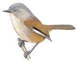 Grey-hooded Fulvetta Illustration