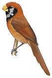 Black-breasted Parrotbill Illustration