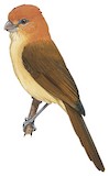 Rufous-headed Parrotbill Illustration