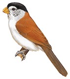 Black-headed Parrotbill Illustration