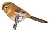 Fulvous Parrotbill Illustration