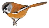 Black-throated Parrotbill Illustration