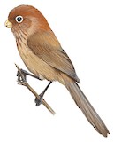 Spectacled Parrotbill Illustration