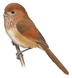 Vinous-throated Parrotbill Illustration