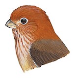 Brown-winged Parrotbill Illustration