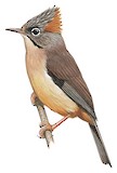 Rufous-vented Yuhina Illustration