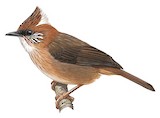 White-naped Yuhina Illustration