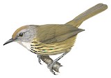 Palawan Striped Babbler Illustration