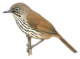 Luzon Striped Babbler Illustration