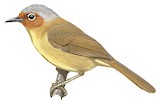 Chestnut-faced Babbler Illustration