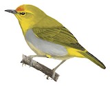 Yellow-ringed White-eye Illustration